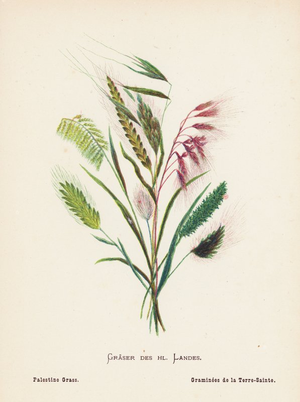Wild Flowers of the Holy Land: Graser des hl Landes; Palestine Grass by Hannah Zeller