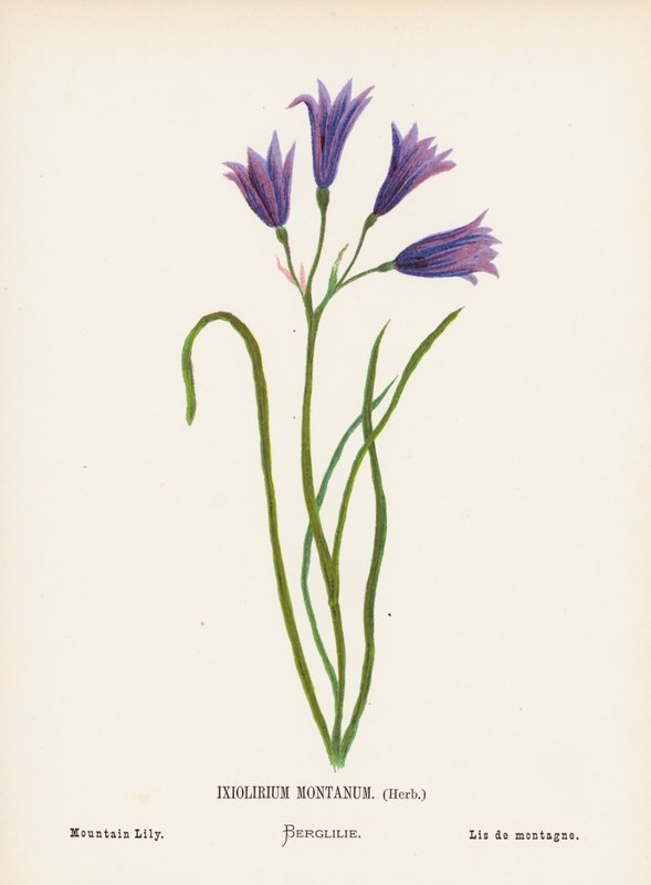 Wild Flowers of the Holy Land: Ixiolirium Montanum, Herb; Mountain Lily by Hannah Zeller