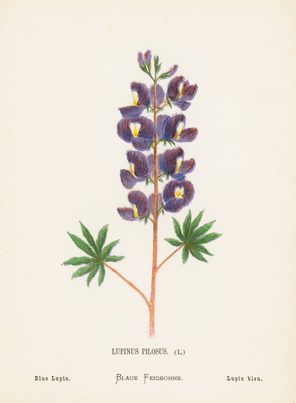 Wild Flowers of the Holy Land: Lupinus Pilosus; Blue Lupin by Hannah Zeller