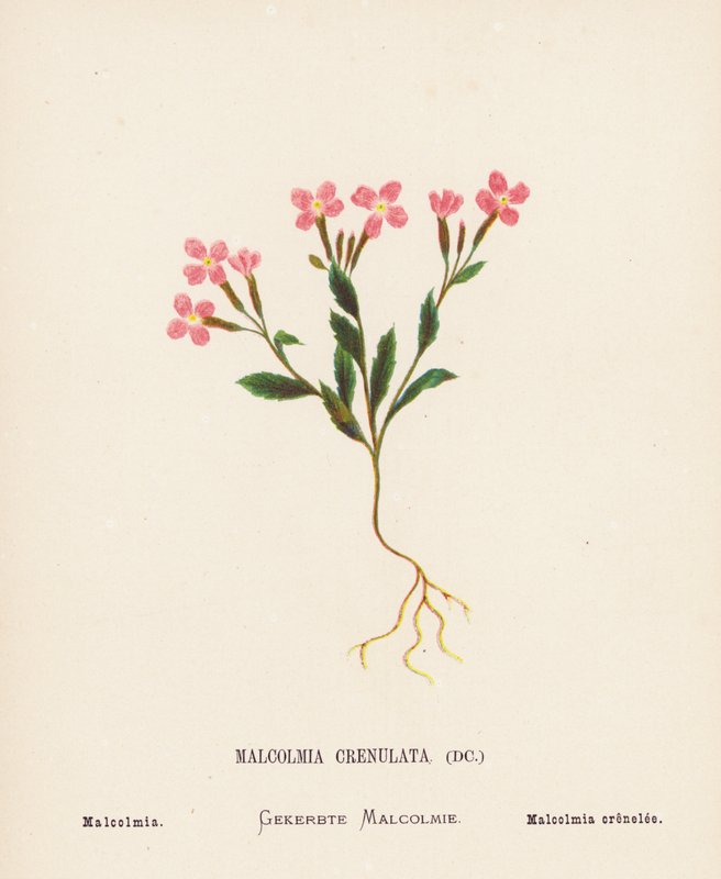 Wild Flowers of the Holy Land: Malcolmia Crenulata; Malcolmia by Hannah Zeller