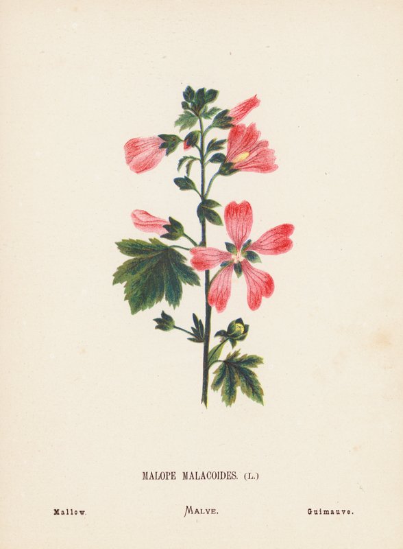 Wild Flowers of the Holy Land: Malope Malacoides; Mallow by Hannah Zeller