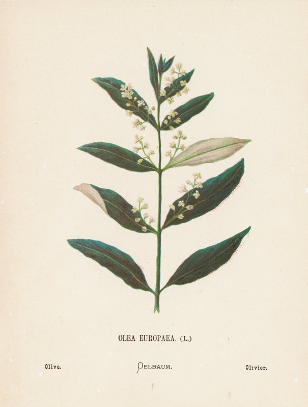 Wild Flowers of the Holy Land: Olea Europaea; Olive by Hannah Zeller
