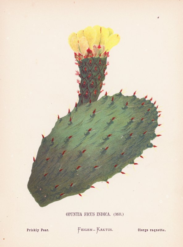 Wild Flowers of the Holy Land: Opuntia Ficus Indica, Mill; Prickly Pear by Hannah Zeller