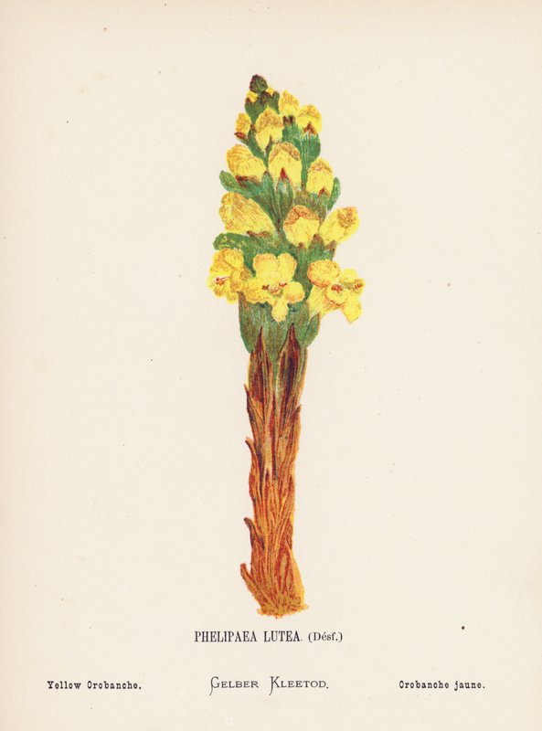 Wild Flowers of the Holy Land: Phelipaea Lutea, Desf; Yellow Orobanche by Hannah Zeller