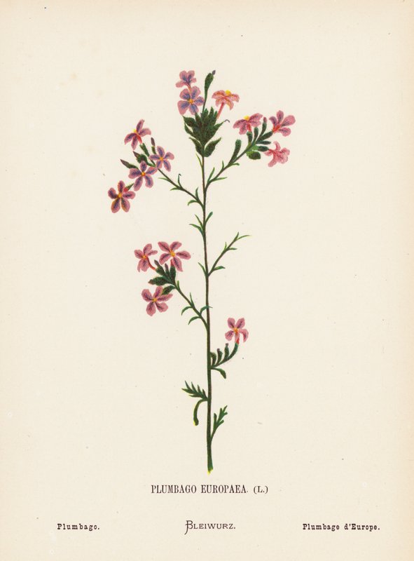Wild Flowers of the Holy Land: Plumbago Europaea; Plumbago by Hannah Zeller