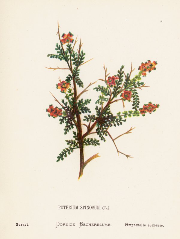Wild Flowers of the Holy Land: Poterium Spinosum; Burnet by Hannah Zeller
