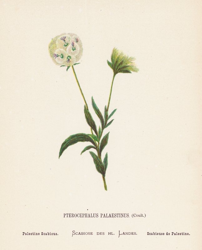 Wild Flowers of the Holy Land: Pterocephalus Palaestinus, Coult; Palestine Scabious by Hannah Zeller