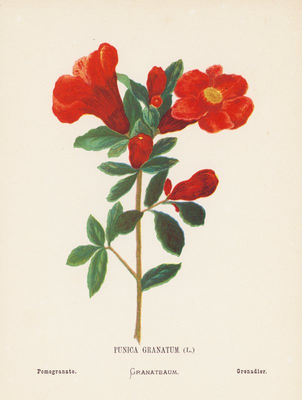 Wild Flowers of the Holy Land: Punica Granatum; Pomegranate by Hannah Zeller