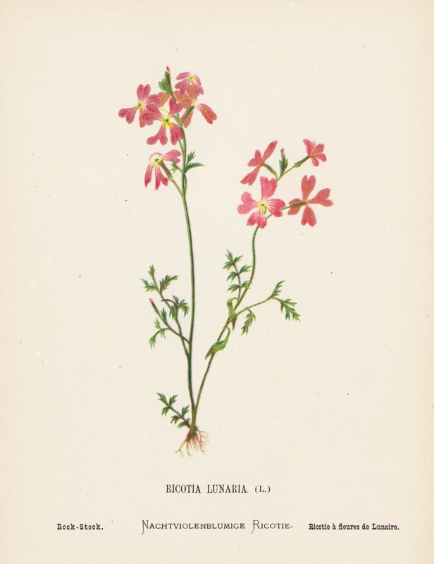 Wild Flowers of the Holy Land: Ricotia Lunaria; Rock-Stock by Hannah Zeller
