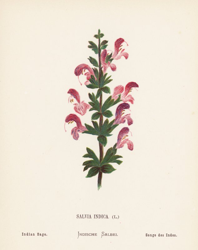 Wild Flowers of the Holy Land: Salvia Indica; Indian Sage by Hannah Zeller