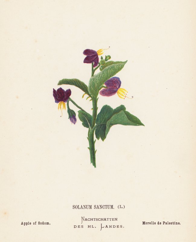 Wild Flowers of the Holy Land: Solanum Sanctum; Apple of Sodom by Hannah Zeller