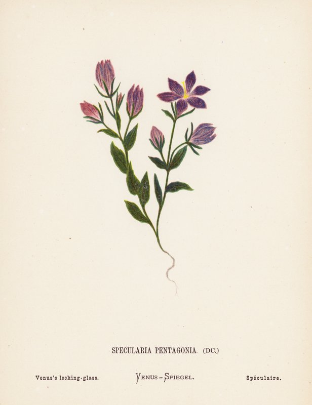 Wild Flowers of the Holy Land: Specularia Pentagonia; Venus