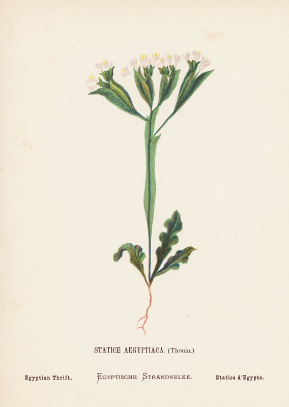 Wild Flowers of the Holy Land: Statice Aegyptiaca, Thouin; Egyptian Thrift by Hannah Zeller