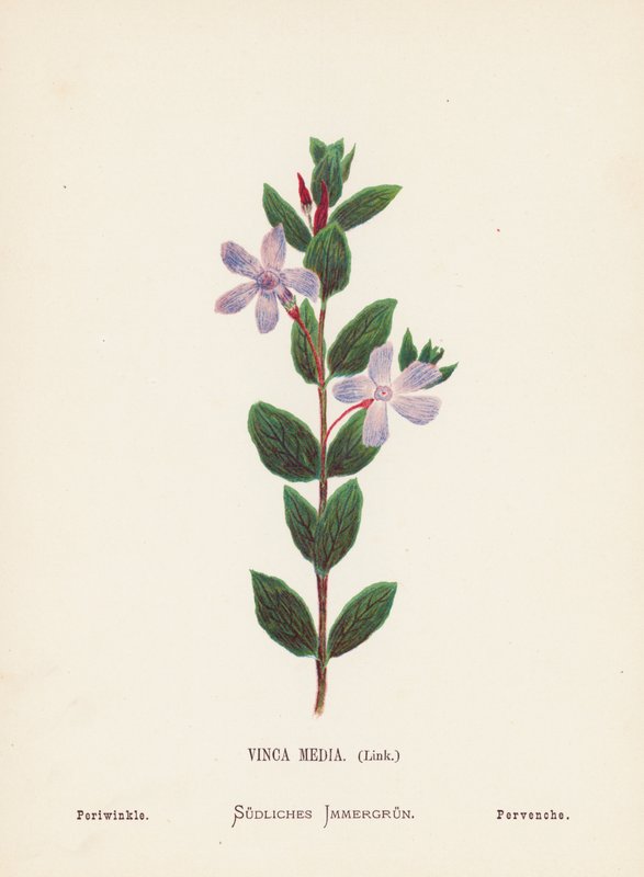 Wild Flowers of the Holy Land: Vinca Media, Link; Periwinkle by Hannah Zeller