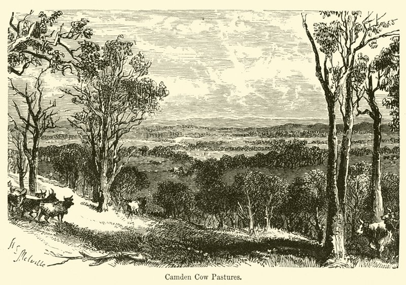 Camden Cow Pastures by Harden Sidney Melville