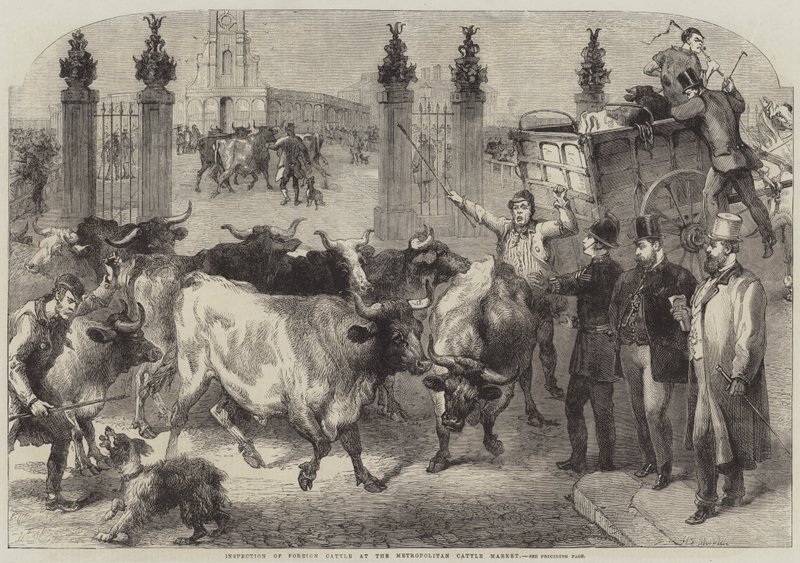 Inspection of Foreign Cattle at the Metropolitan Cattle Market by Harden Sidney Melville