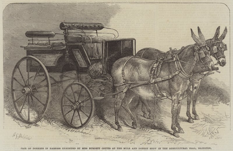 Pair of Donkeys in Harness exhibited by Miss Burdett Coutts at the Mule and Donkey Show in the Agricultural Hall, Islington by Harden Sidney Melville