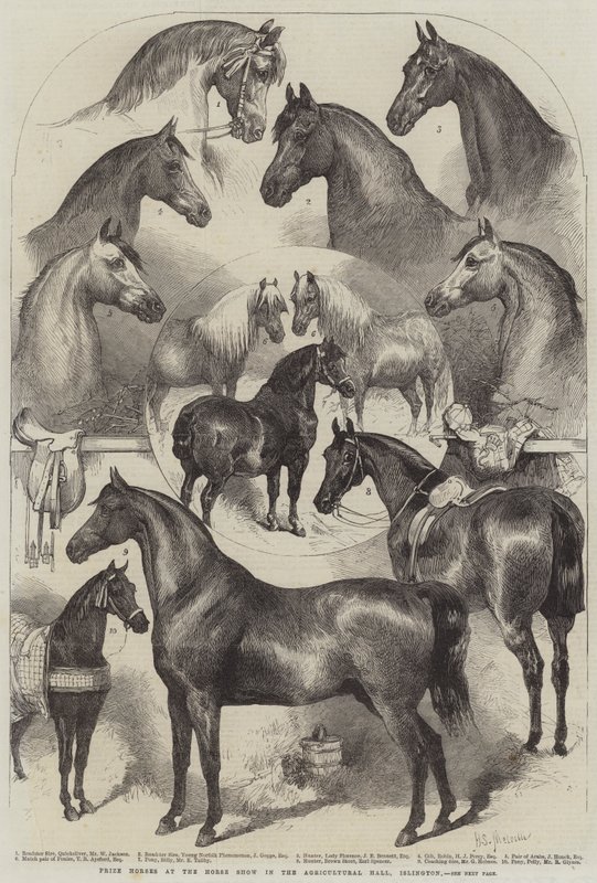 Prize Horses at the Horse Show in the Agricultural Hall, Islington by Harden Sidney Melville