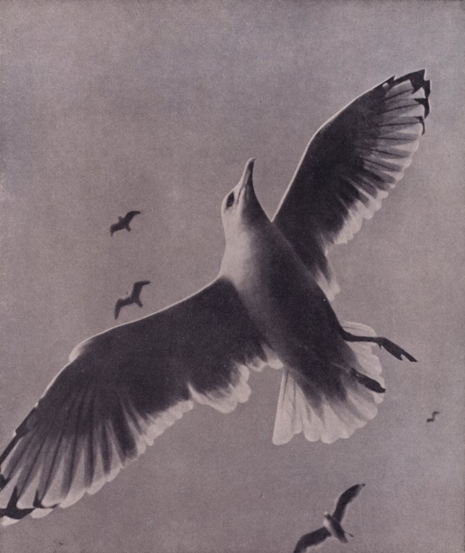Swift and lofty-soaring, Meredith by Harold Burdekin