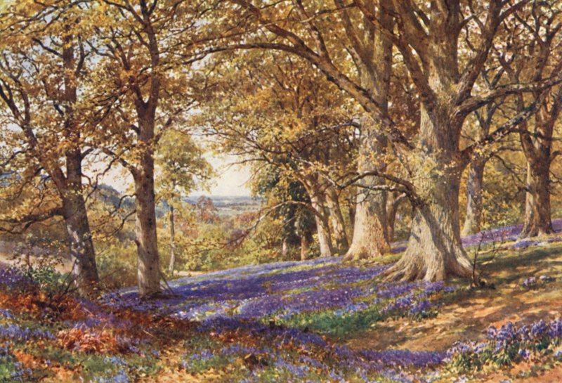 A Slope of Bluebells, Hascombe by Harold Sutton Palmer