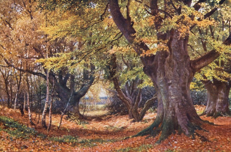 Beeches in Autumn, near Godalming by Harold Sutton Palmer