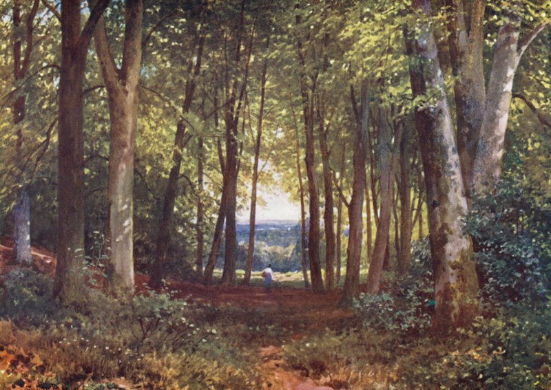 Deer-Leap Wood, Wotton by Harold Sutton Palmer
