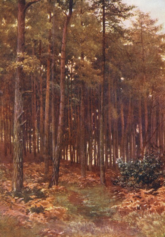 The Depths of a Fir Wood, Ripley by Harold Sutton Palmer