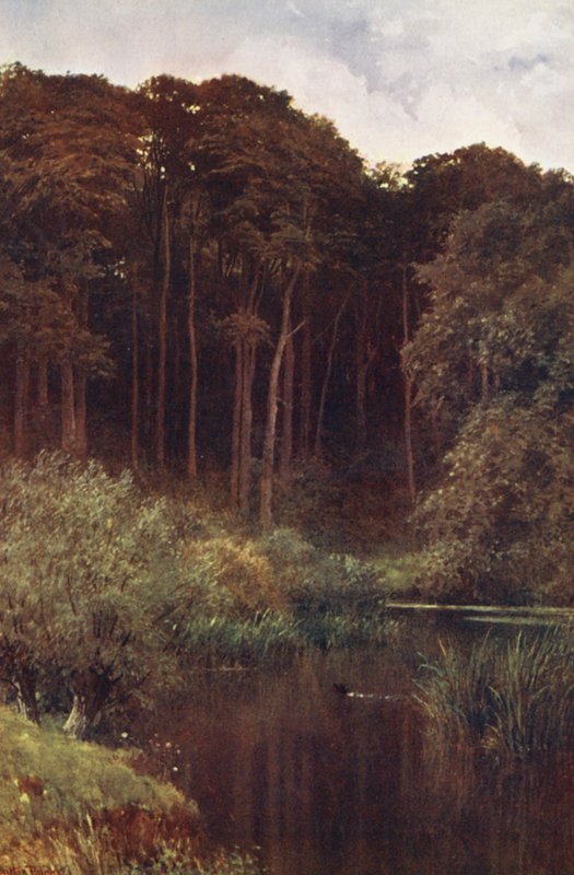 Woodland Depths, Wotton by Harold Sutton Palmer