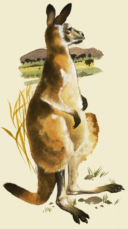 The Kangaroo by Harold Tamblyn Watts