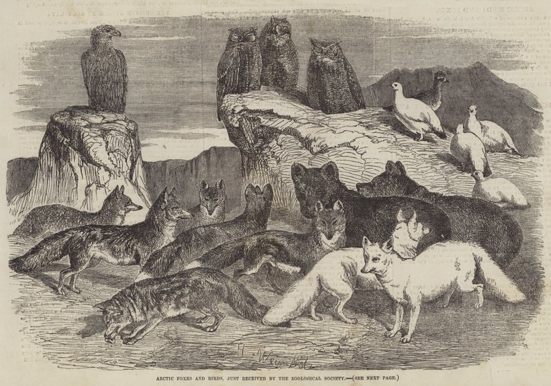 Arctic Foxes and Birds, Just Received by the Zoological Society by Harrison William Weir
