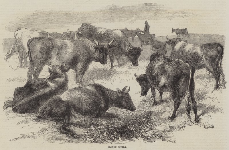 Breton Cattle by Harrison William Weir