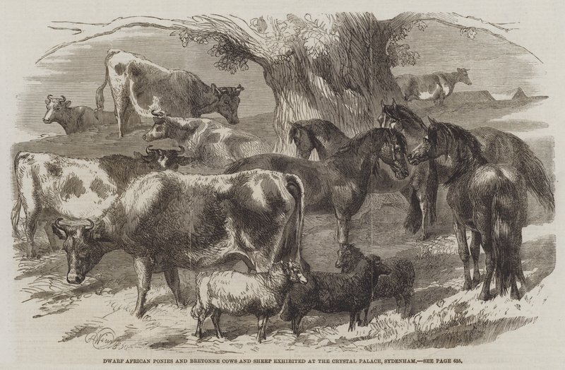 Dwarf African Ponies and Bretonne Cows and Sheep exhibited at the Crystal Palace, Sydenham by Harrison William Weir