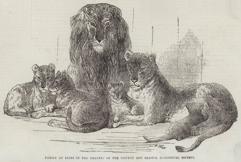 Family of Lions in the Gardens of the Clifton and Bristol Zoological Society by Harrison William Weir