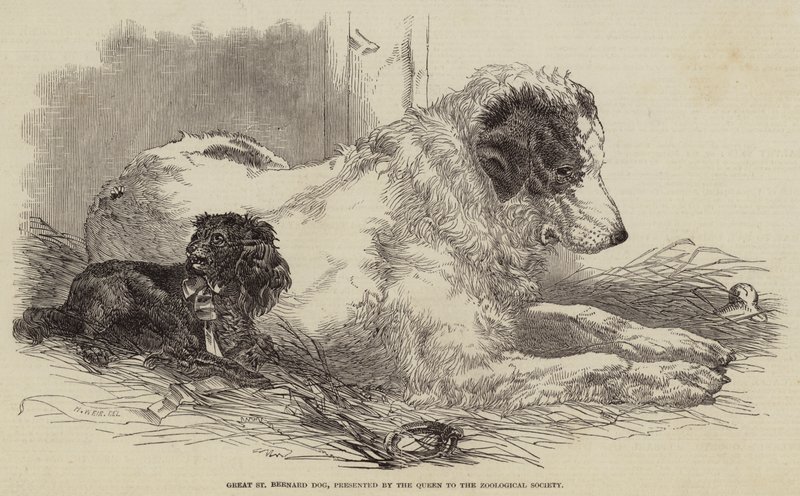 Great St Bernard Dog, Presented by the Queen to the Zoological Society by Harrison William Weir