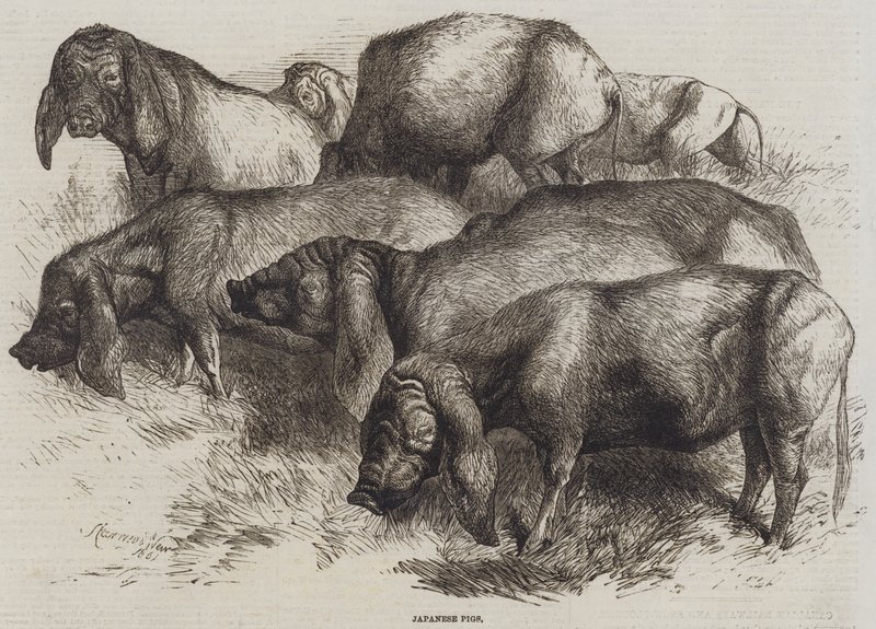 Japanese Pigs by Harrison William Weir