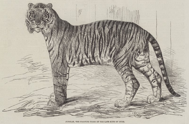 Junglar, the Fighting Tiger of the late King of Oude by Harrison William Weir
