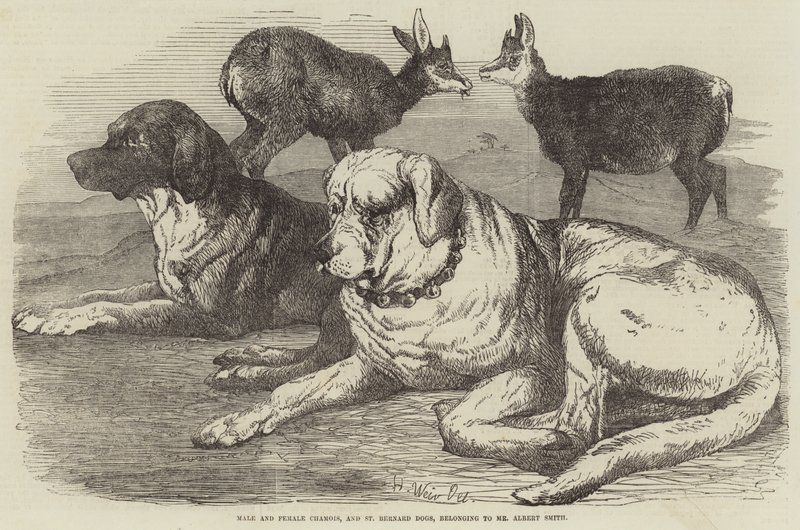 Male and Female Chamois, and St Bernard Dogs, Belonging to Mr Albert Smith by Harrison William Weir