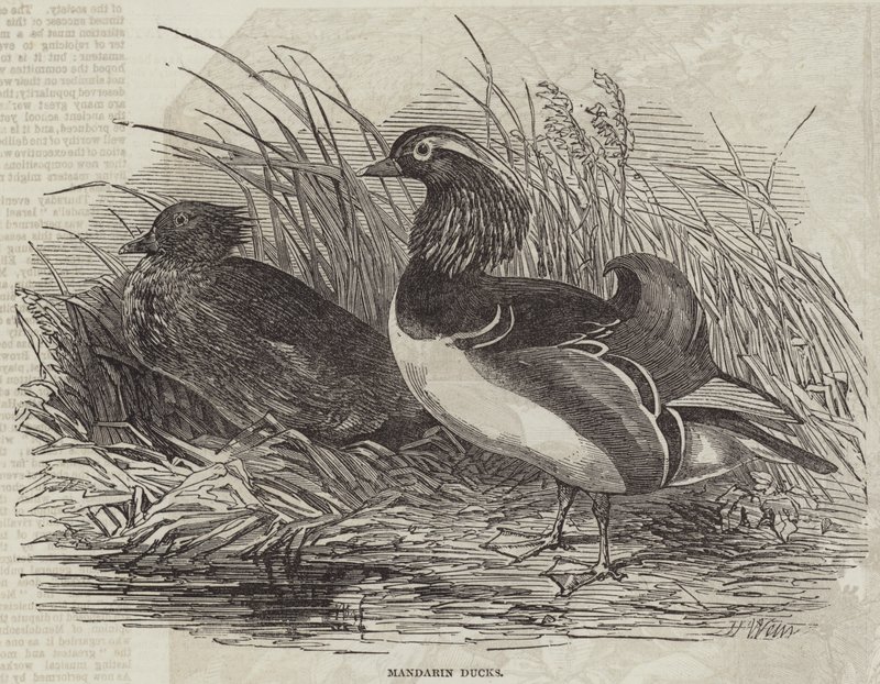 Mandarin Ducks by Harrison William Weir