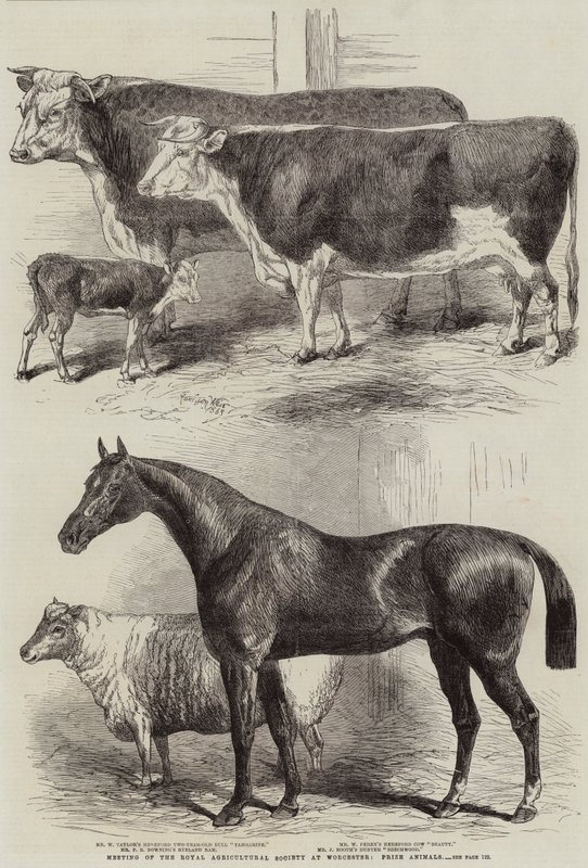 Meeting of the Royal Agricultural Society at Worcester, Prize Animals by Harrison William Weir