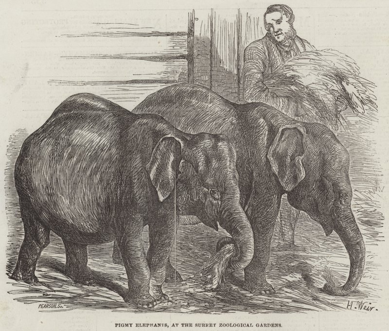 Pigmy Elephants, at the Surrey Zoological Gardens by Harrison William Weir