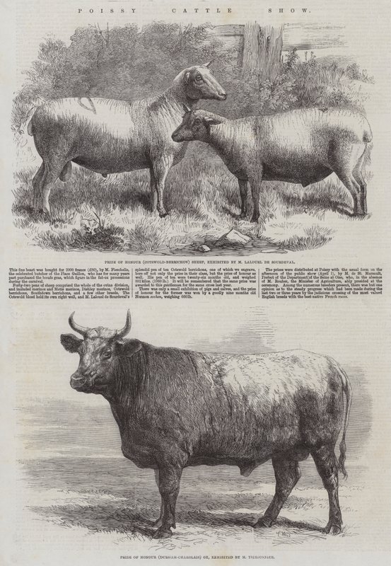 Poissy Cattle Show by Harrison William Weir