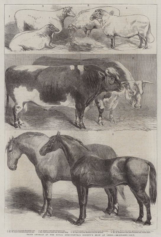 Prize Animals at the Royal Agricultural Society