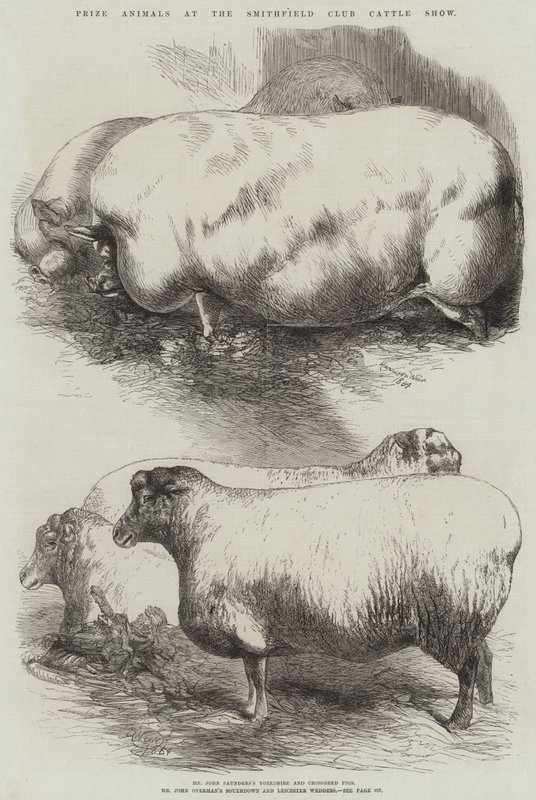 Prize Animals at the Smithfield Club Cattle Show by Harrison William Weir