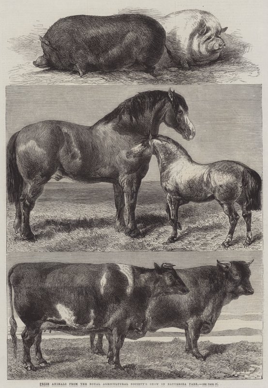 Prize Animals from the Royal Agricultural Society