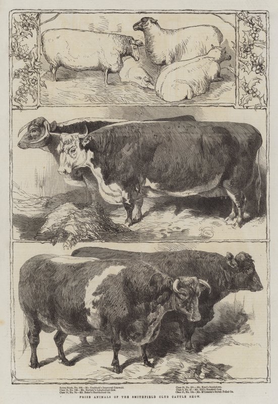 Prize Animals of the Smithfield Club Cattle Show by Harrison William Weir