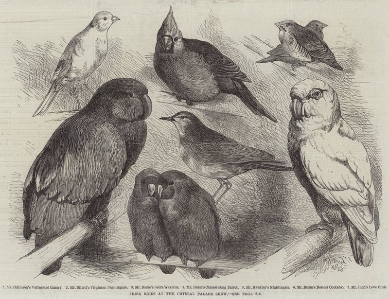 Prize Birds at the Crystal Palace Show by Harrison William Weir