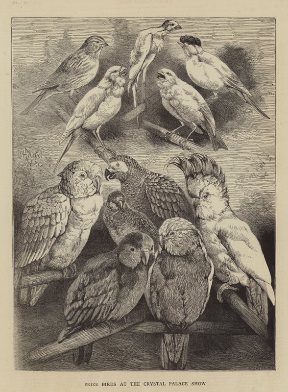 Prize Birds at the Crystal Palace Show by Harrison William Weir
