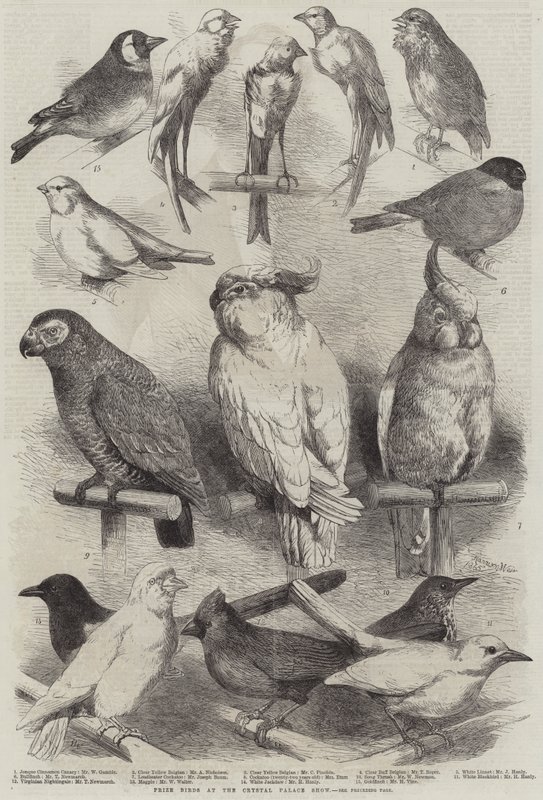 Prize Birds at the Crystal Palace Show by Harrison William Weir
