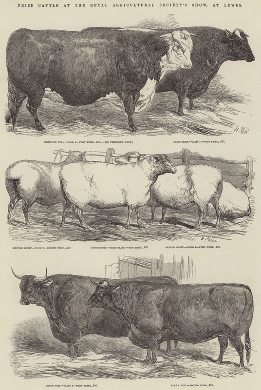 Prize Cattle at the Royal Agricultural Society