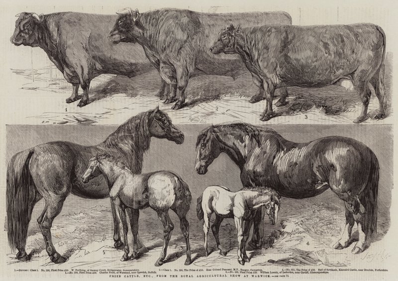 Prize Cattle, etc, from the Royal Agricultural Show at Warwick by Harrison William Weir